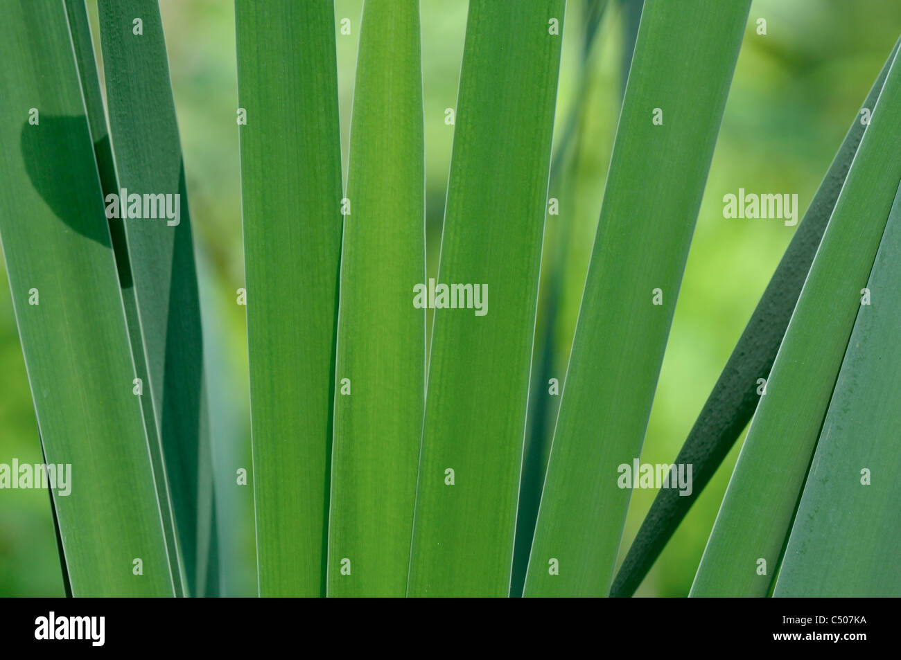 Blades of Sweet Flag or Calamus  in morning light Stock Photo