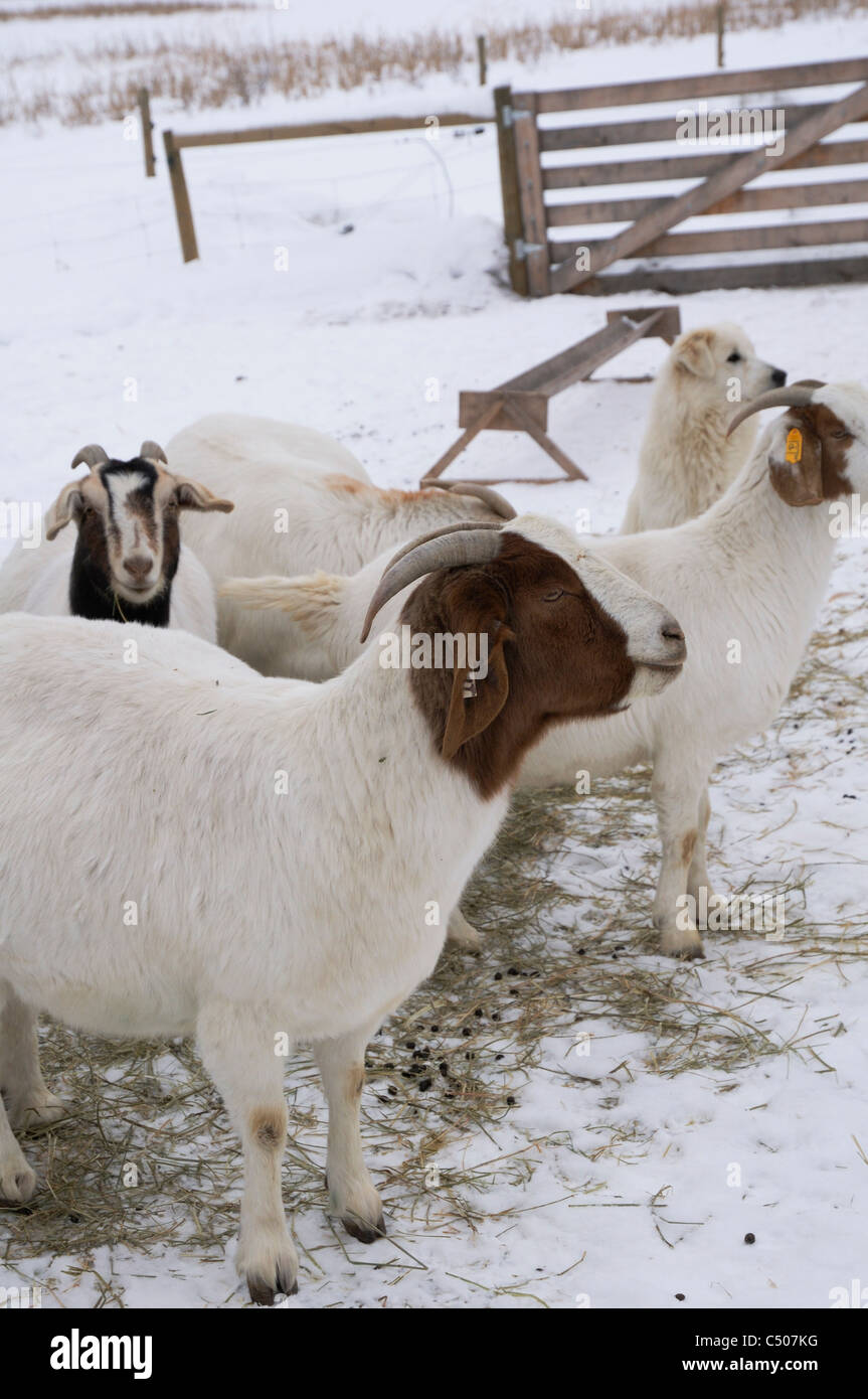 Boer Goats eating at a small goat farm in Saskatchewan, Canada during