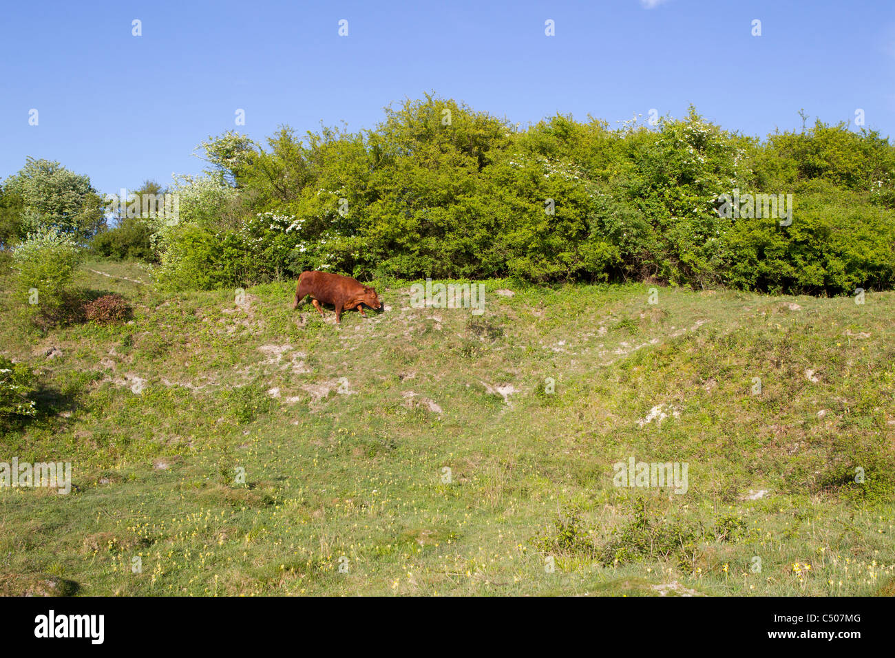 Noar Hill nature reserve habitat, managed for butterflies, Hampshire in May. Stock Photo