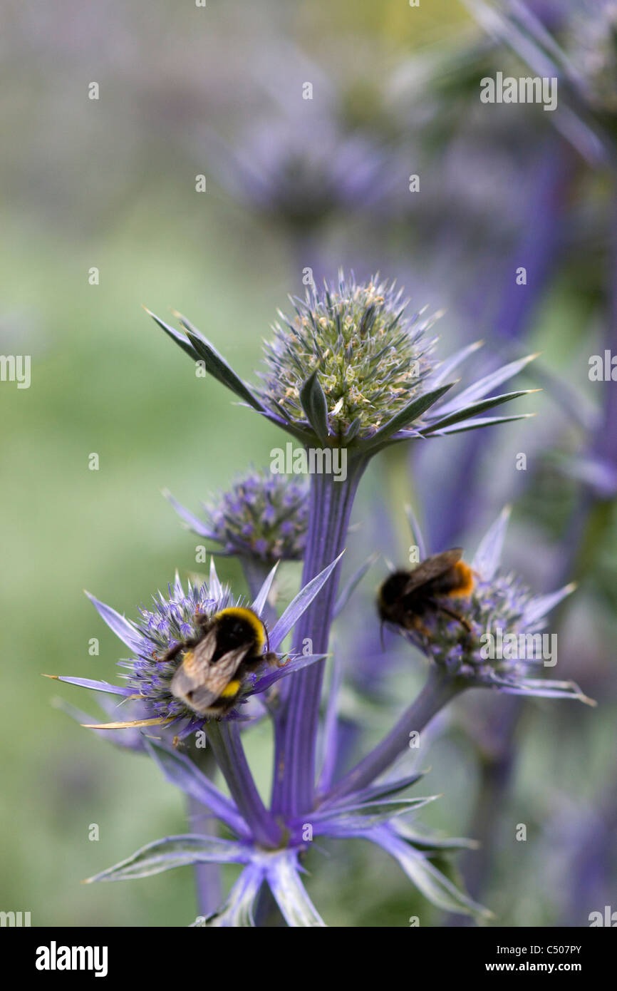 Eryngium bourgatii 'Picos Blue' with a Bumble Bee collecting Nectar Stock Photo