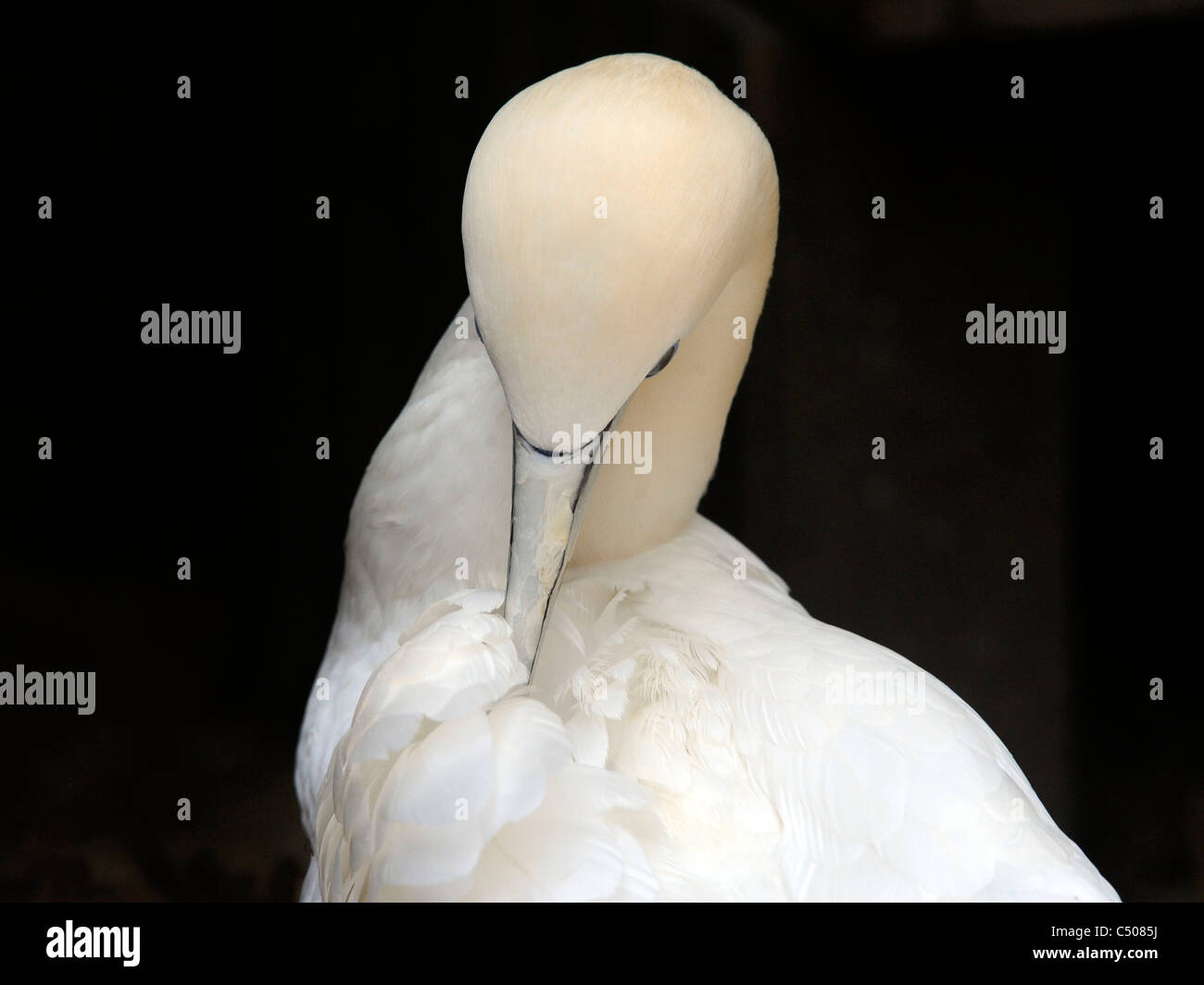 A northern gannet preening himself. Stock Photo