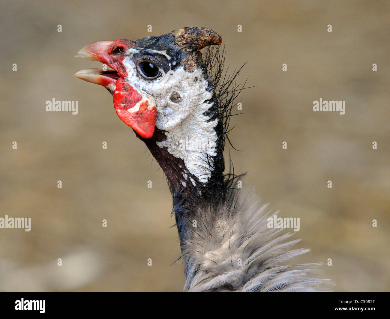 A young grouse calling. Stock Photo