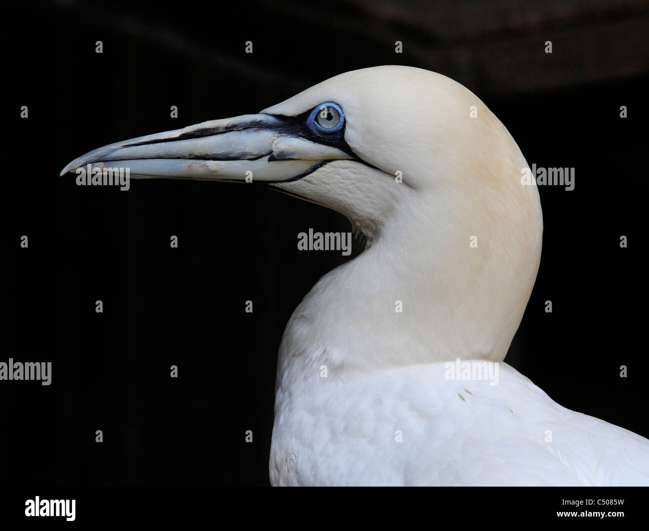 A portrait of a Northern Gannet, Morus bassanus. Stock Photo