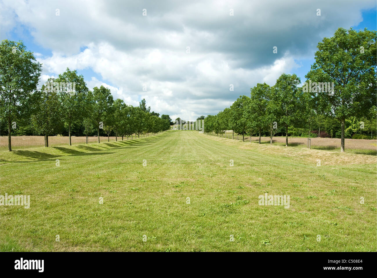 Line of trees formed into a broad avenue. Stock Photo