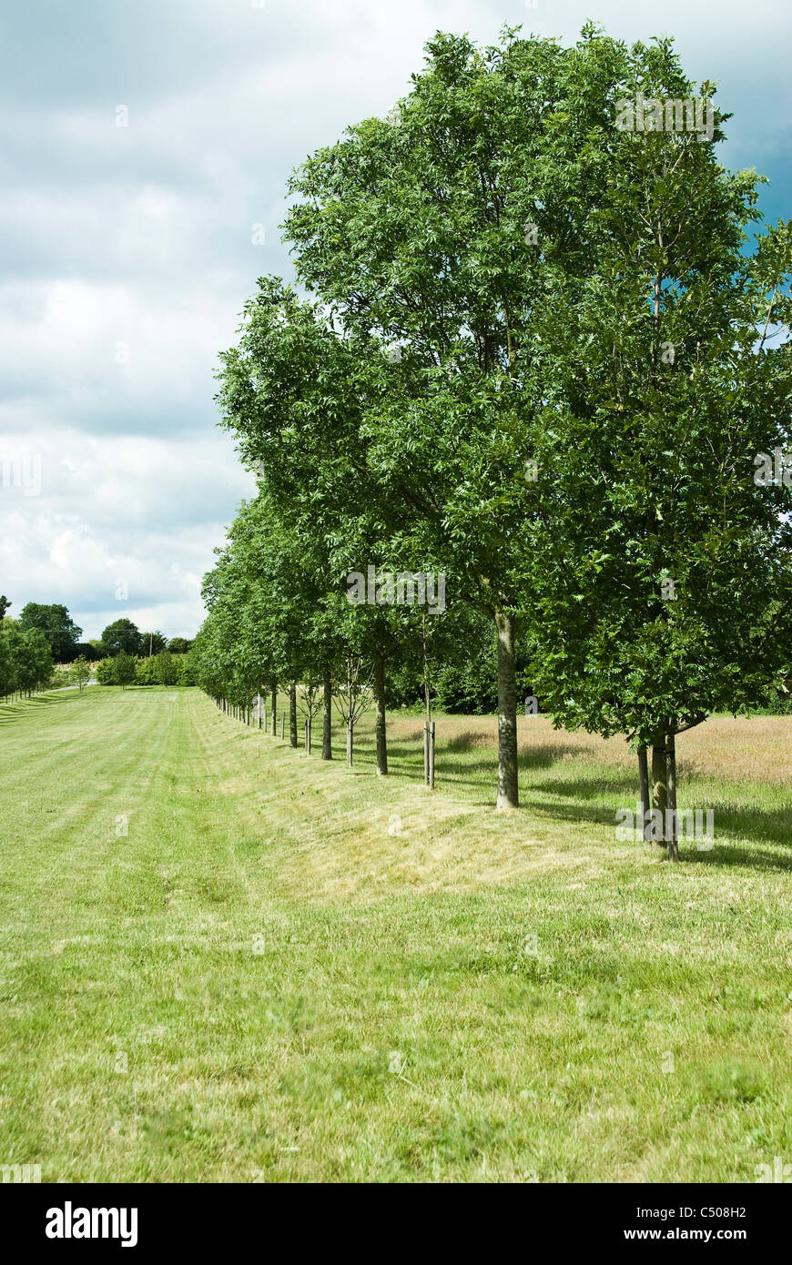 Line of trees formed into a broad avenue. Stock Photo