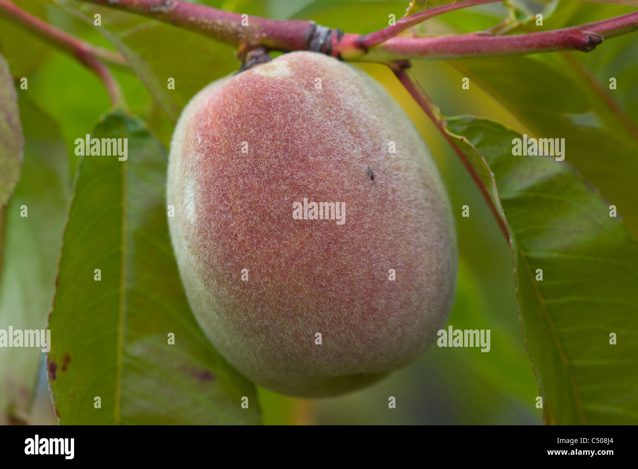 Prunus persicus 'Red Haven' Peach Tree Stock Photo