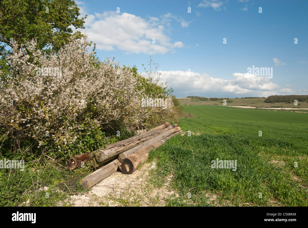 Long Furlong South Downs England spring 2011 Stock Photo Alamy