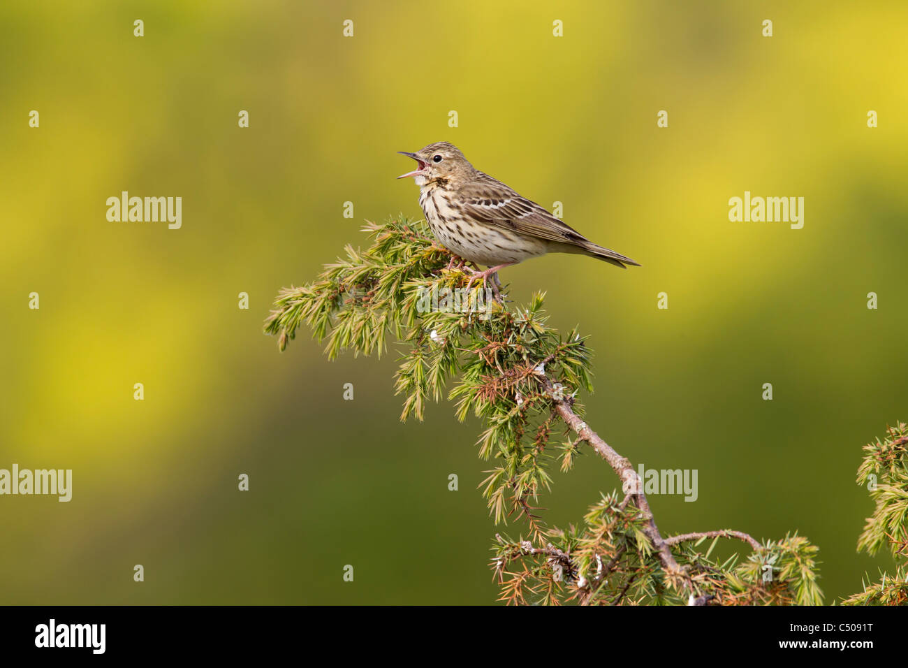 Tree Pipit Anthus trivialis perched on Juniper and singing at Noar Hill, Hampshire in May. Stock Photo