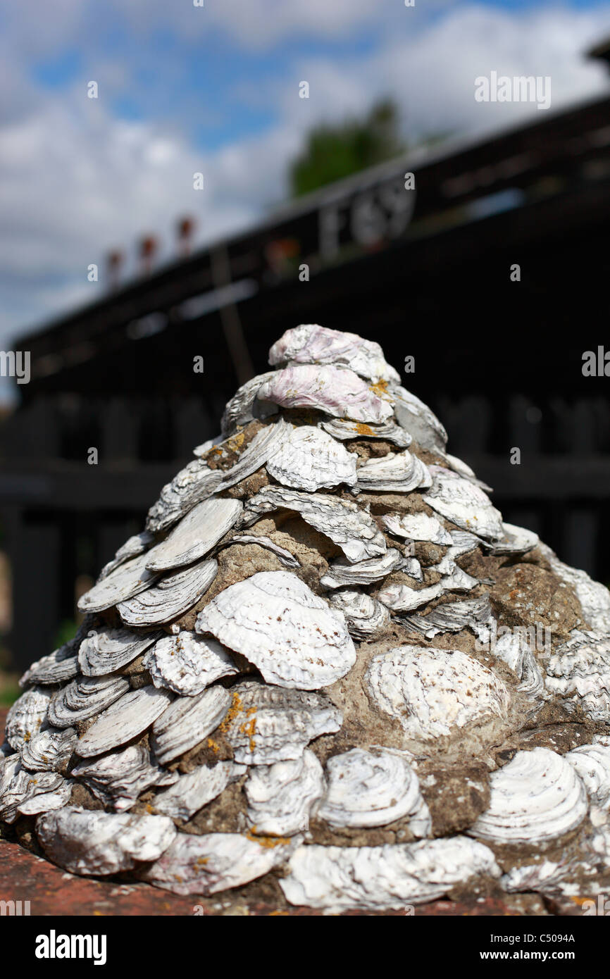 Oysters shells displayed on a wall in Whitstable June 2011 Stock Photo