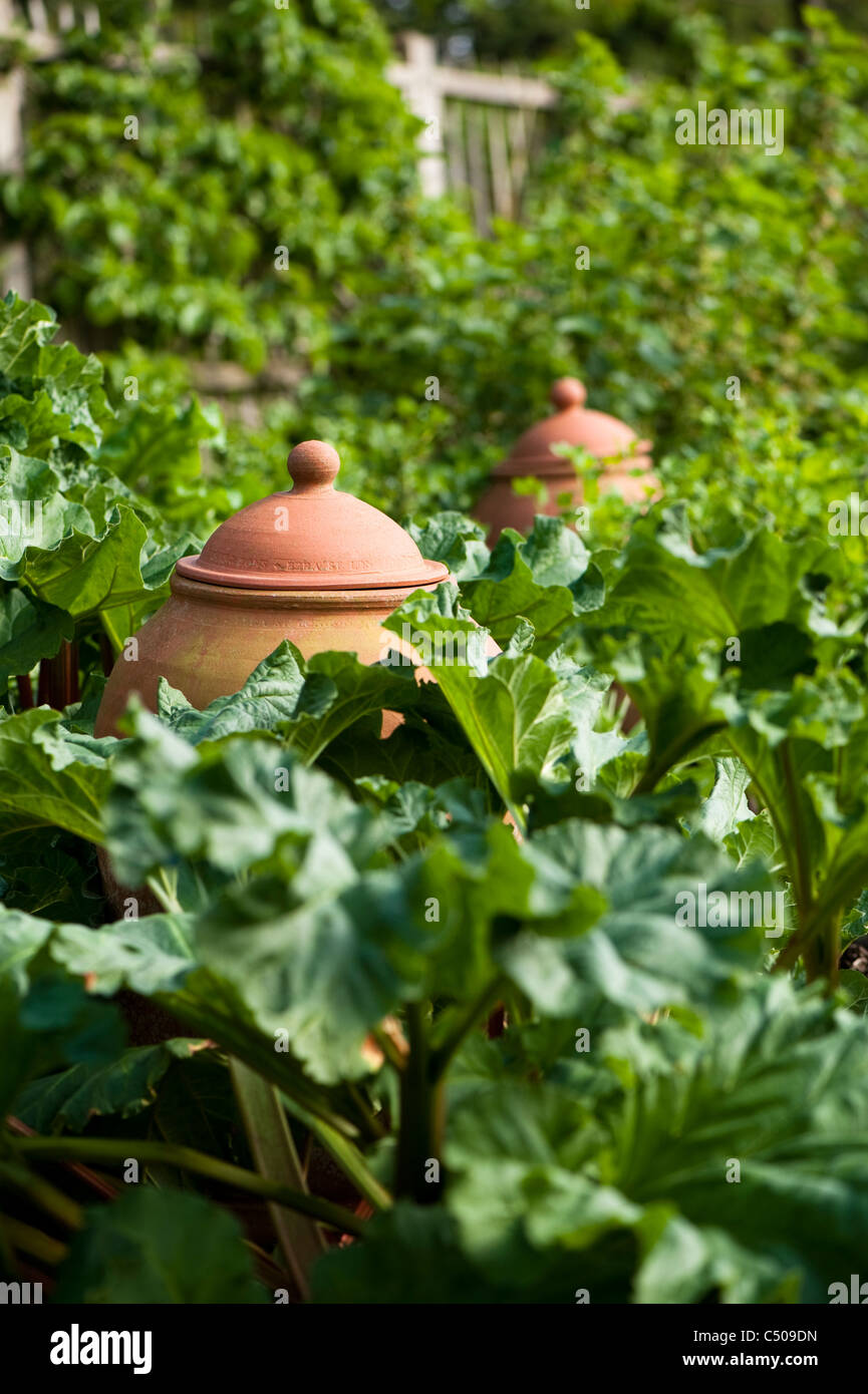 Rhubarb, Rheum rhabarbarum 'Appleton's Forcing', and forcing pots in