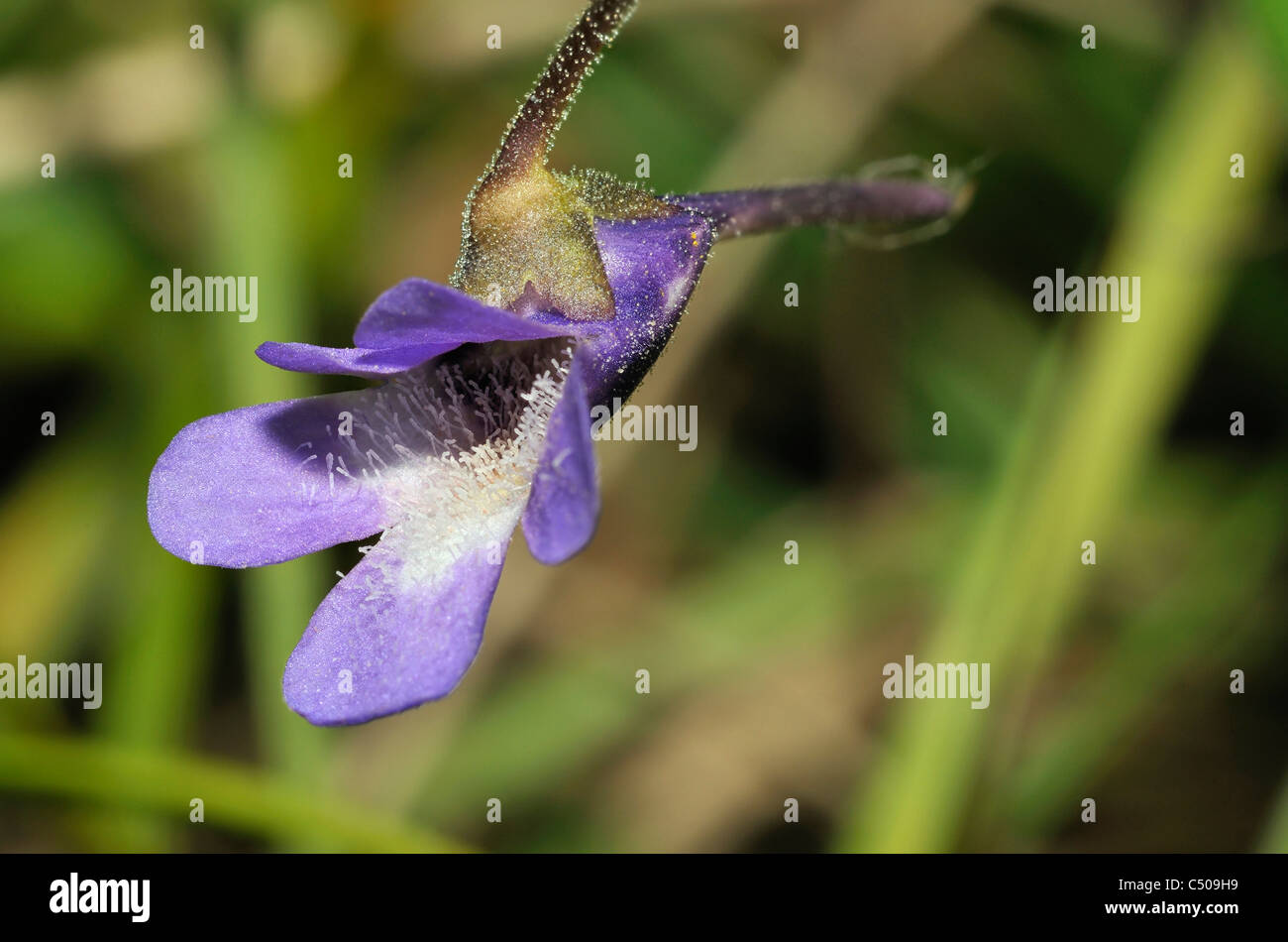 Common Butterwort - Pinguicula vulgaris Closeup of flower Stock Photo