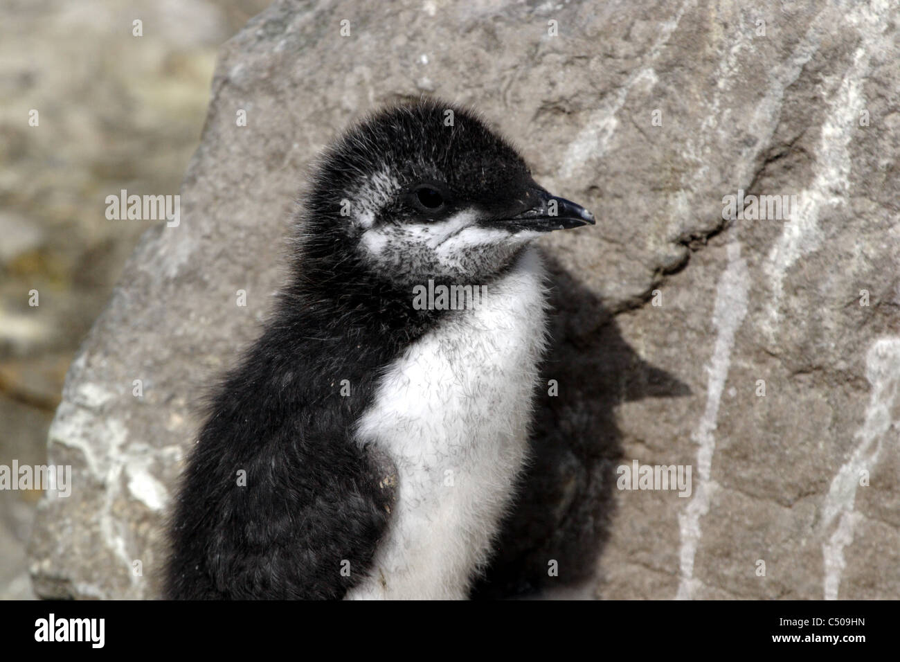 Guillemot chick on Lunga one of the Treshnish Isles Stock Photo