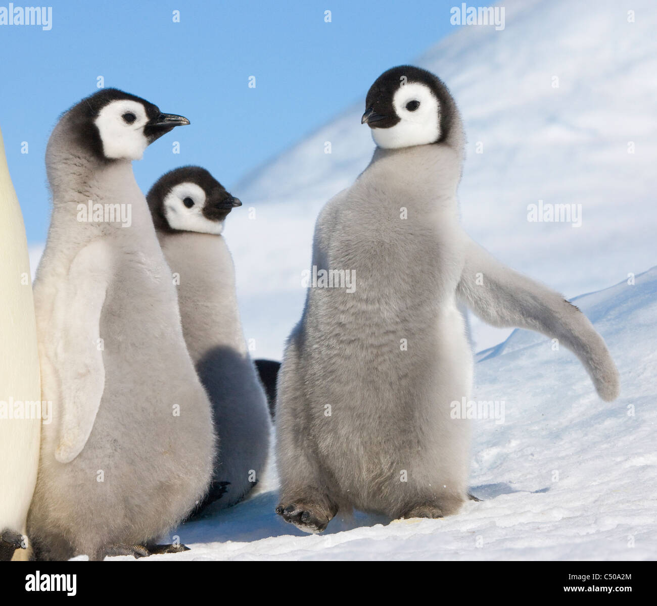 Emperor Penguin chicks on ice, Snow Hill Island, Antarctica Stock Photo ...