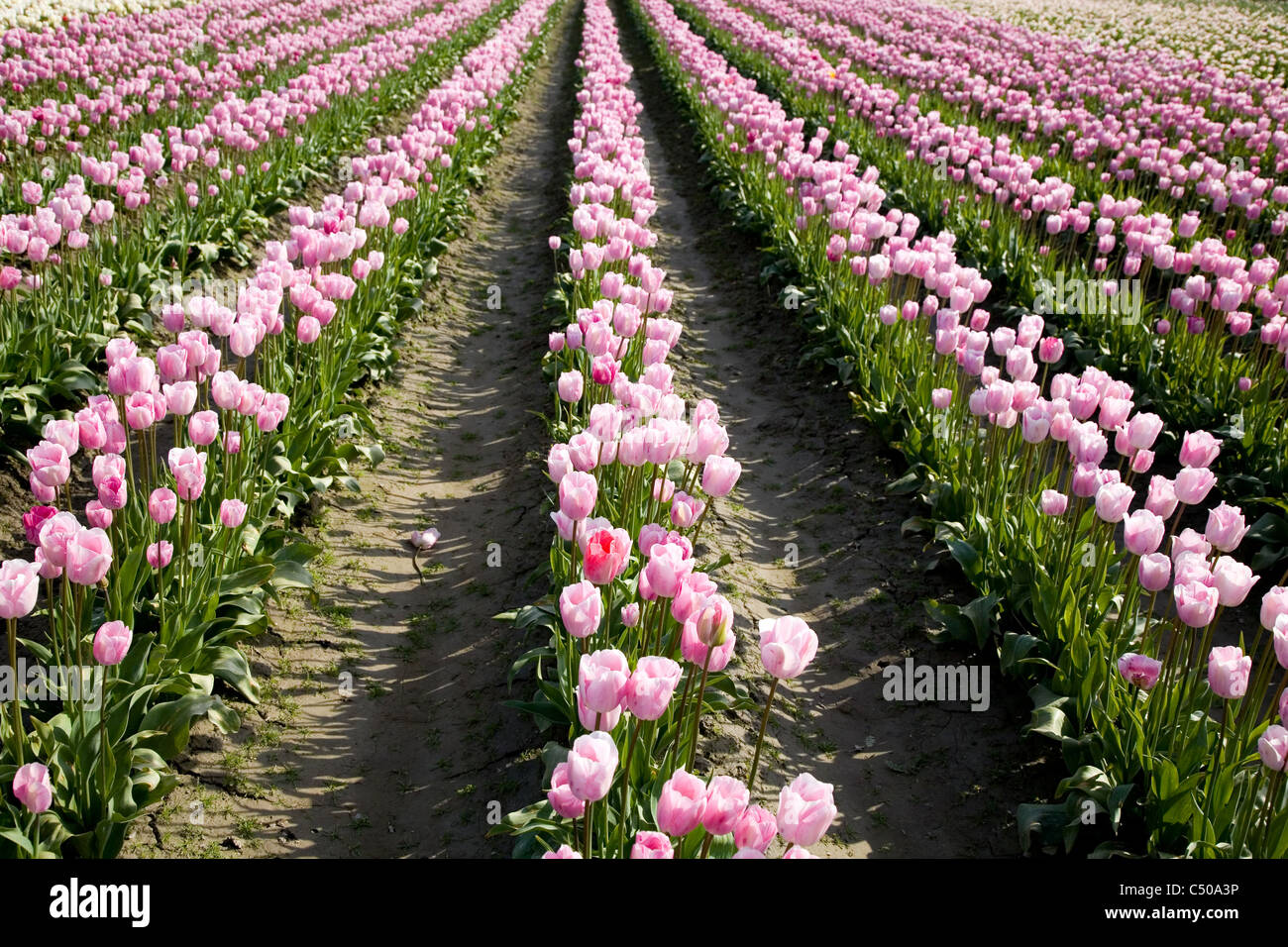 pink tulips in farm field for background Stock Photo - Alamy