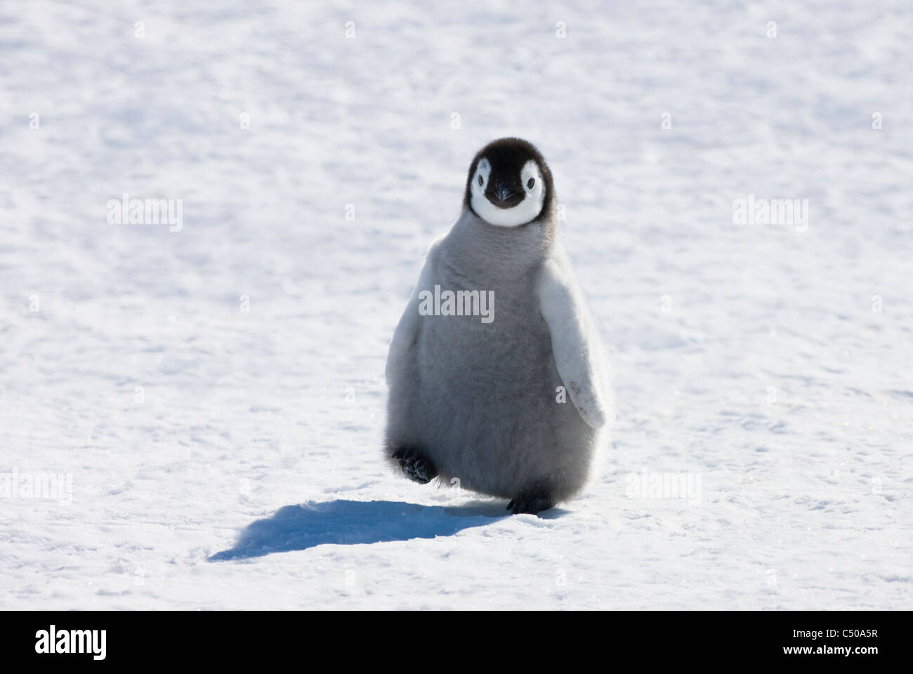 Emperor Penguin chicks on ice, Snow Hill Island, Antarctica Stock Photo