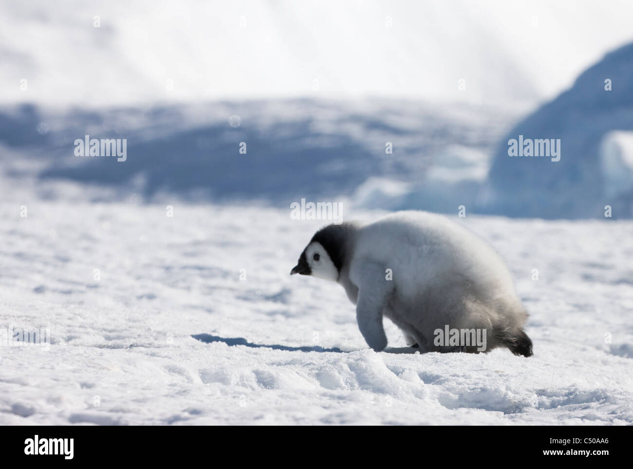 Emperor Penguin Chicks On Ice Snow Hill Island Antarctica Stock Photo Alamy