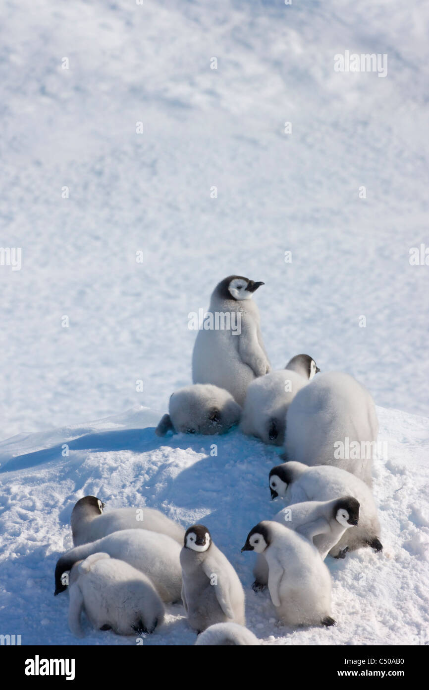 Emperor Penguin Chicks Climbing A Small Ice Mound Snow Hill Island Emperor Penguin Chicks Climbing A Small Ice Mound Snow Hill Island