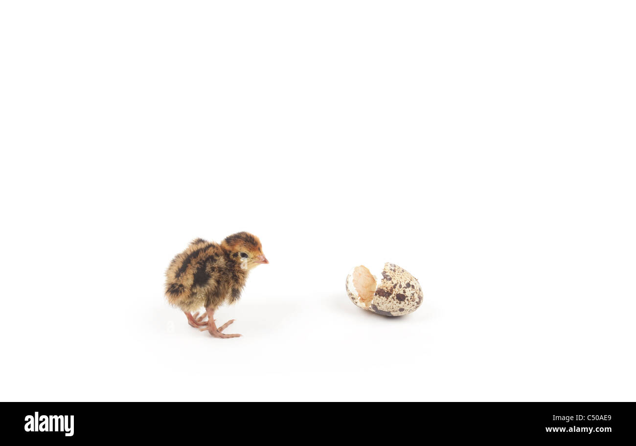 quail chick with egg isolated on white background Stock Photo
