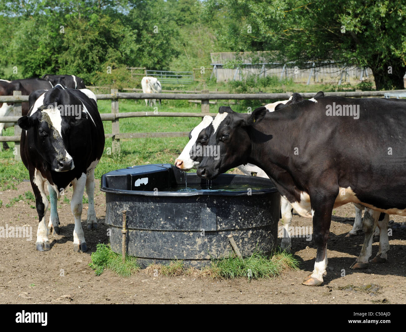 Cows drinking from a water trough, thirsty cows Stock Photo Alamy
