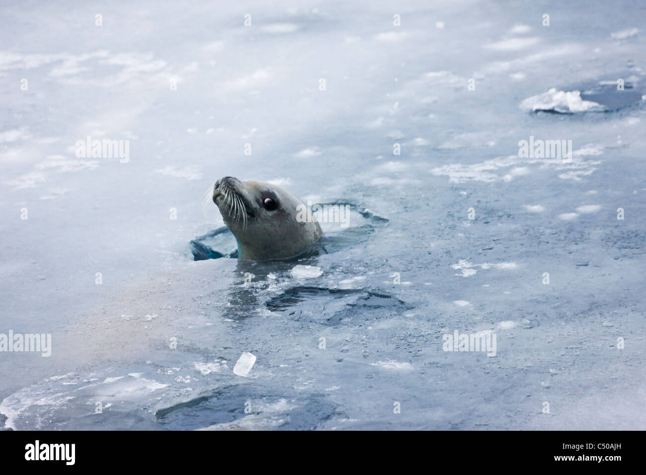 Weddell Seals in ice water, Snow Hill Island, Antarctica Stock Photo