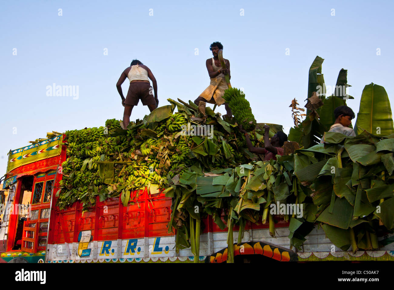 Loading a truck of bananas at harvest, near Hampi, Karnataka province, India Stock Photo