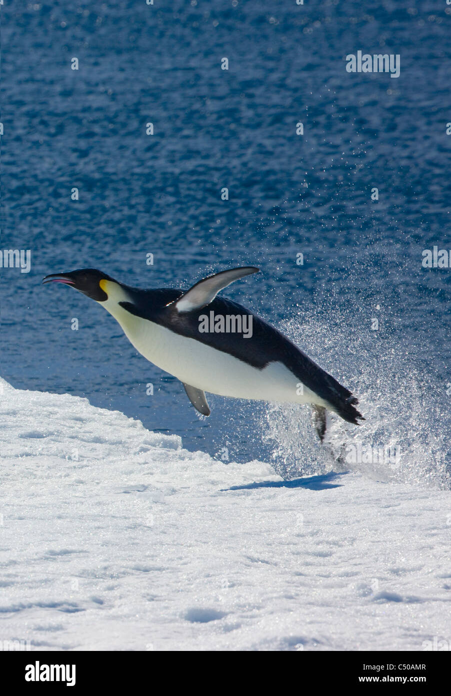 Emperor Penguin jumping from water to iceberg, Snow Hill Island, Antarctica Stock Photo