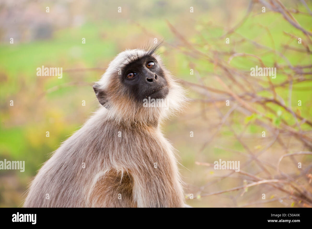 Langure Monkeys at the Hanuman temple on Anjaneya Hill in Anegundi, near Hampi, Karnataka stae, India. Stock Photo
