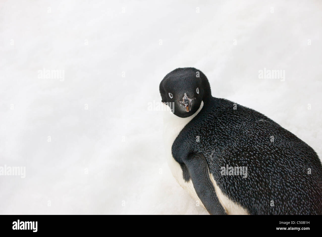 Adelie Penguin on Penguin Island, Antarctica Stock Photo