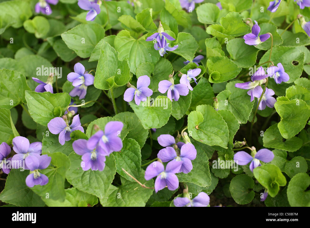Group wild violets grow in hires stock photography and images Alamy