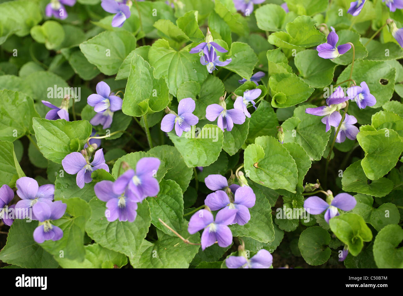 A group of wild violets grow in a shady woods. Stock Photo