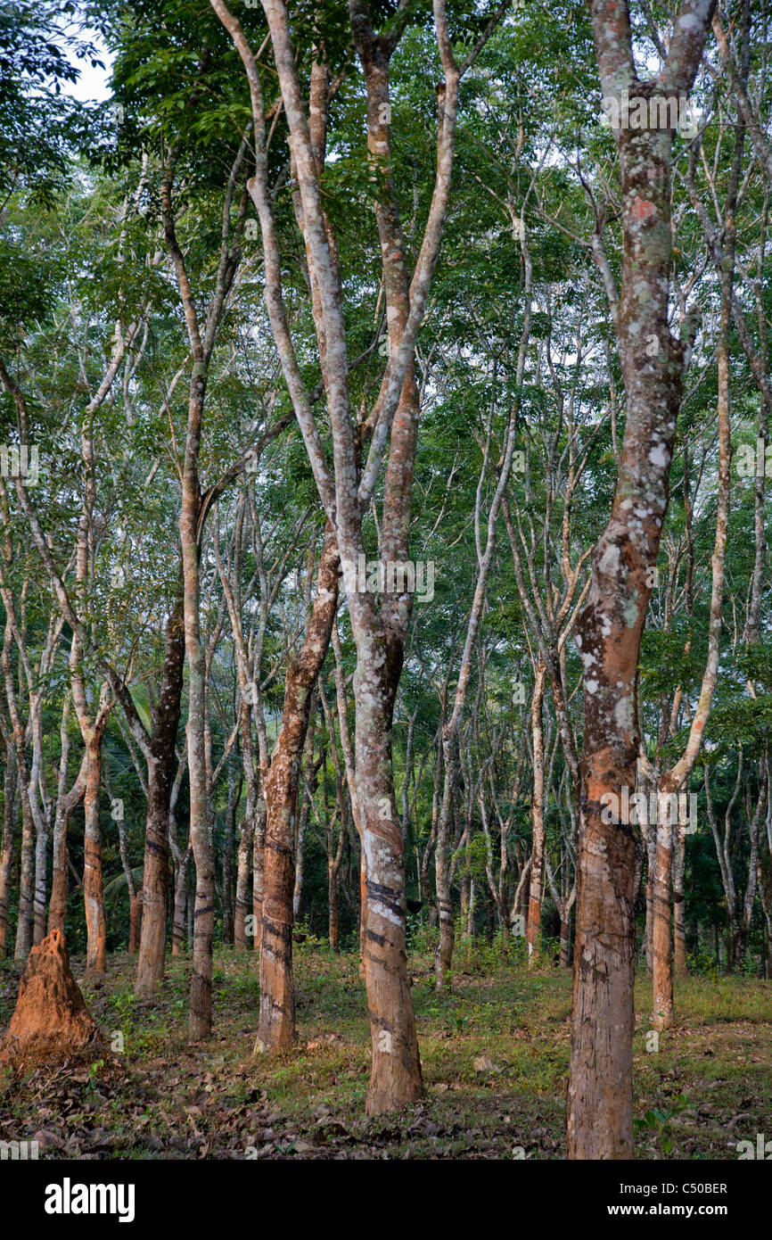 Hevea (rubber tree) plantation in the Wayanand district, Kerala, India. Stock Photo