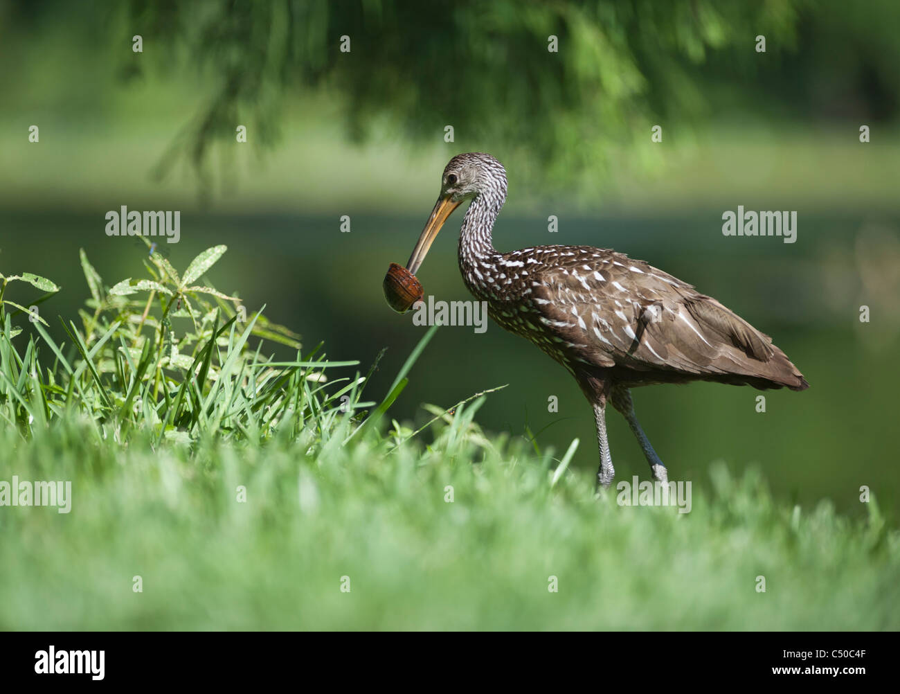 A Limpkin carrying a apple snail along the banks of Lake Griffin in Leesburg, Florida USA Stock Photo