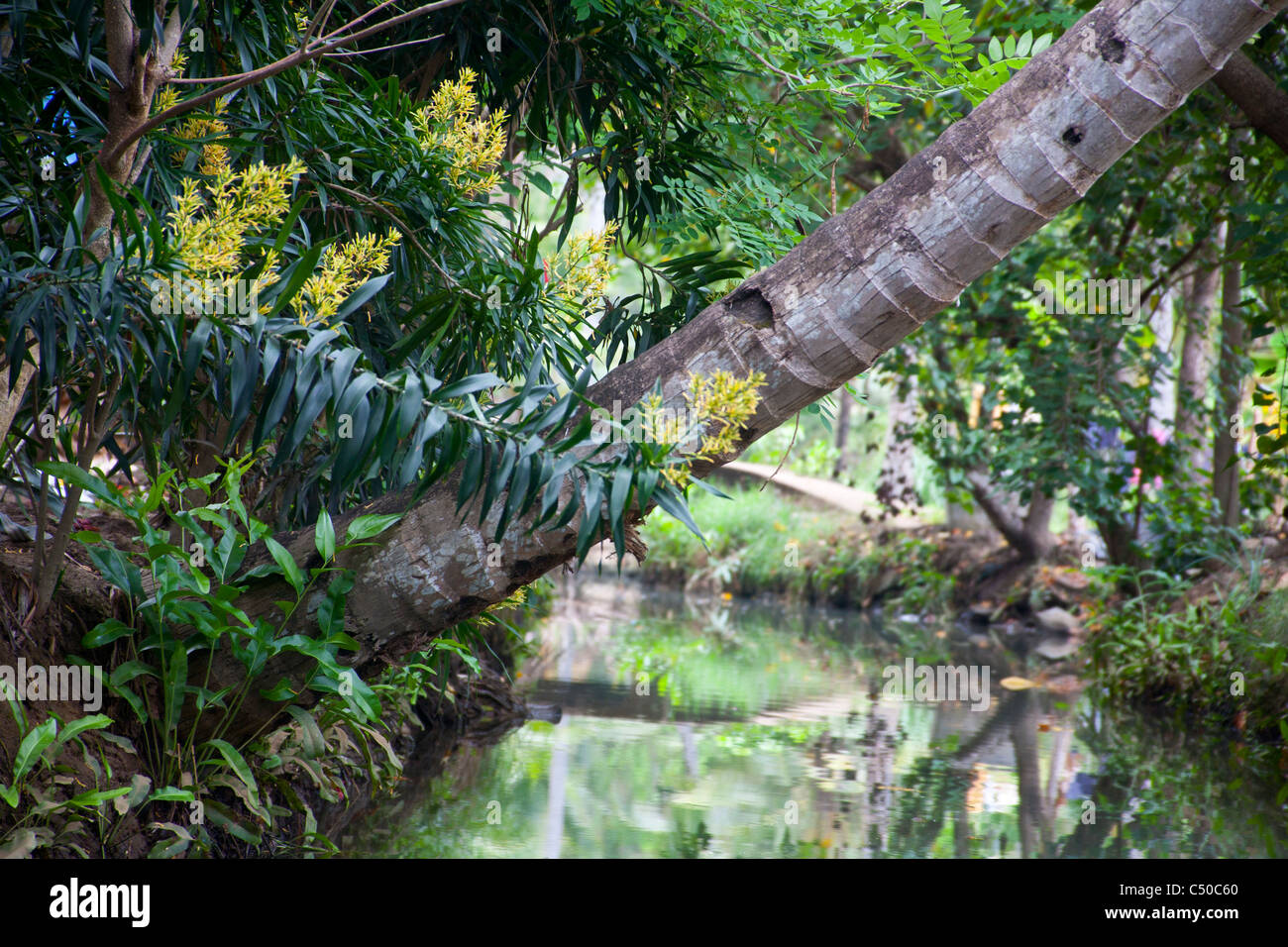 Kerala water plants hires stock photography and images Alamy