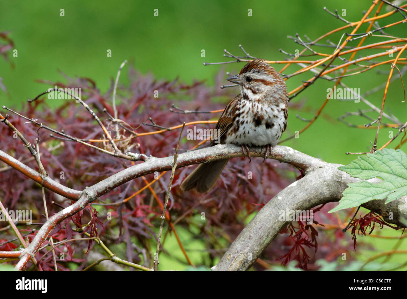 Song Sparrow (Melospiza melodia) Stock Photo