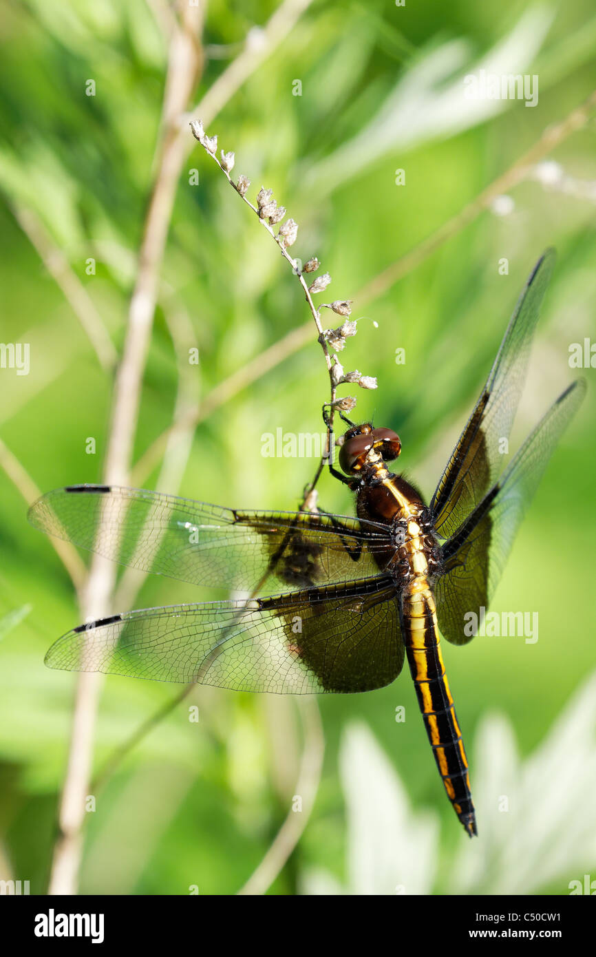 Widow Skimmer (female) - (Libellula luctuosa Stock Photo - Alamy