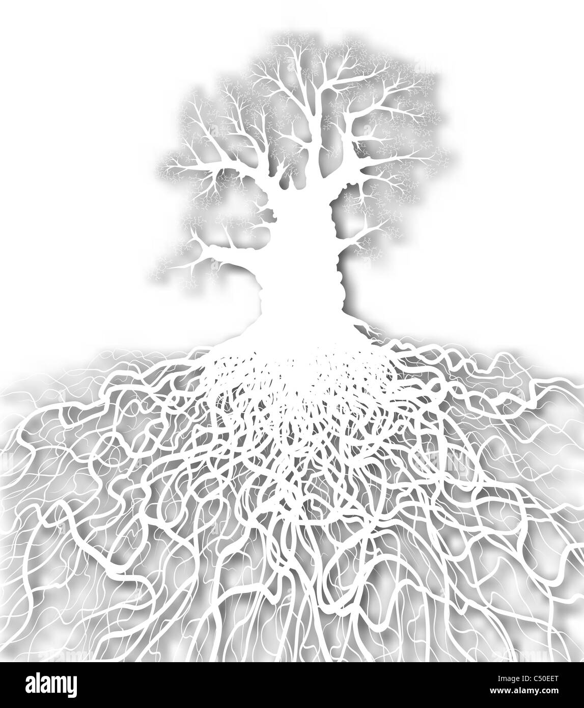 Illustrated cutout of a leafless oak tree plus root system Stock Photo Alamy