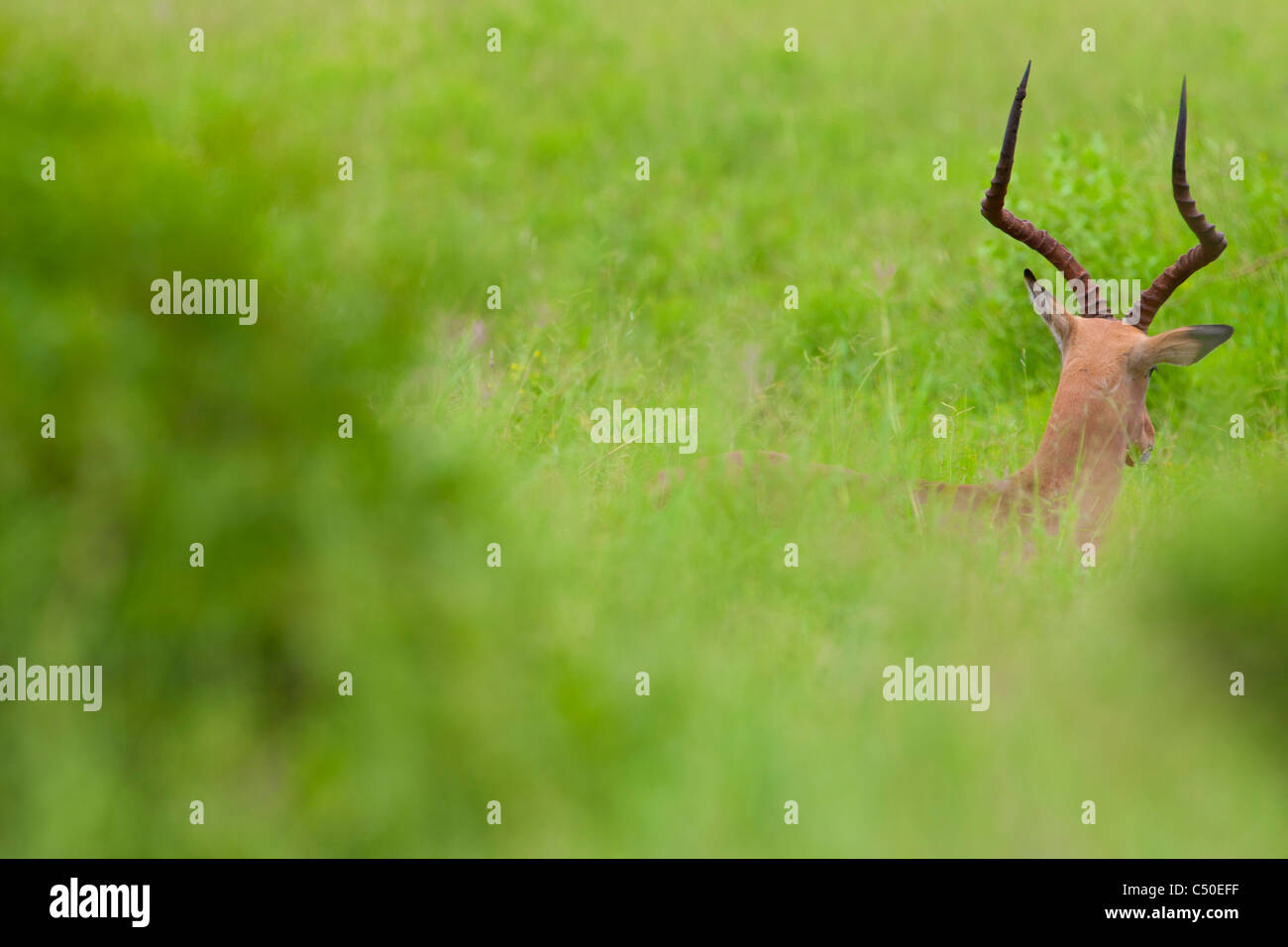 Thick bush hires stock photography and images Alamy