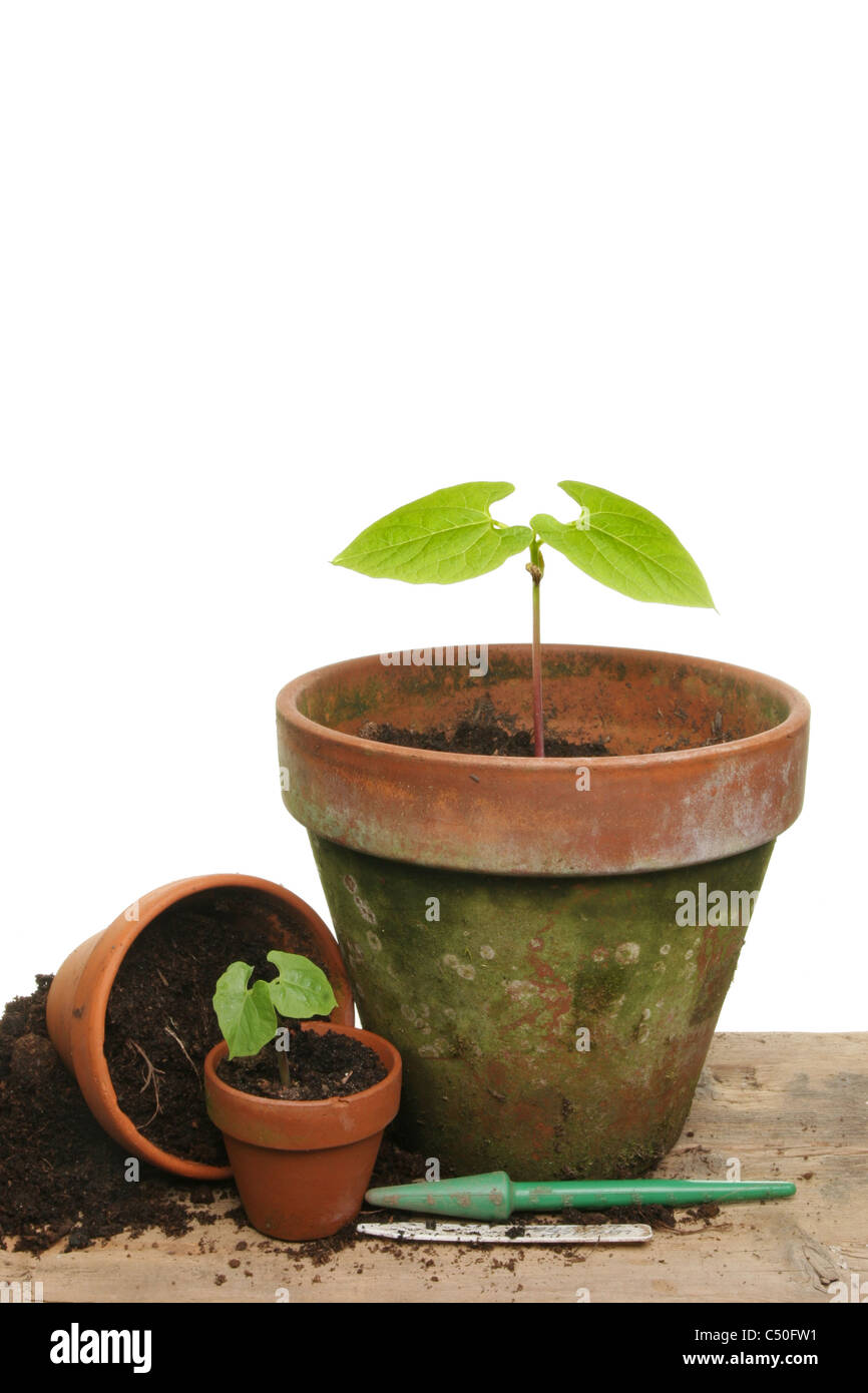 Potting up seedling vegetable plants on a wooden bench Stock Photo