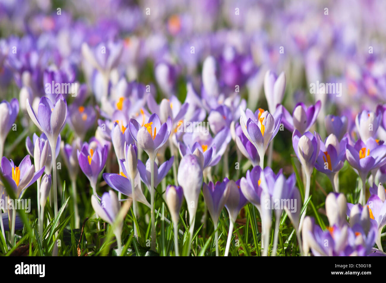 Crocus in early spring, Cotswolds, UK Stock Photo