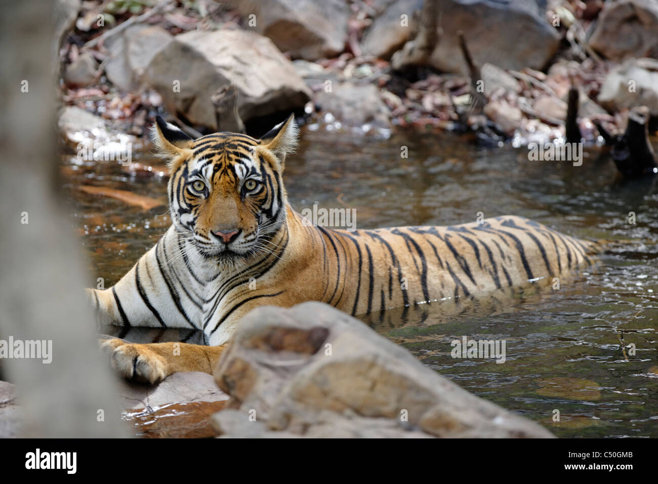Bengal Tiger inside a water within the rocks cooling in wild forest of Ranthambhore, India. ( Panthera Tigris) Stock Photo