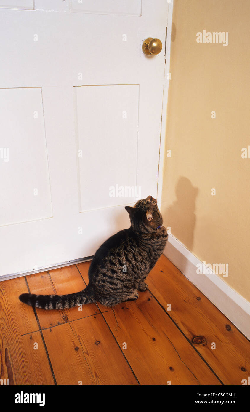 tabby cat waiting for door to be opened in home Stock Photo