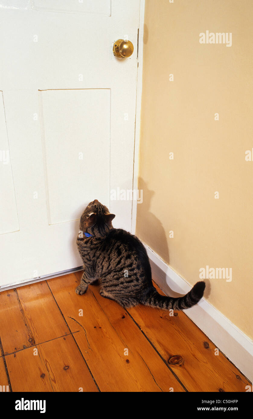 tabby cat waiting for door to be opened in home Stock Photo