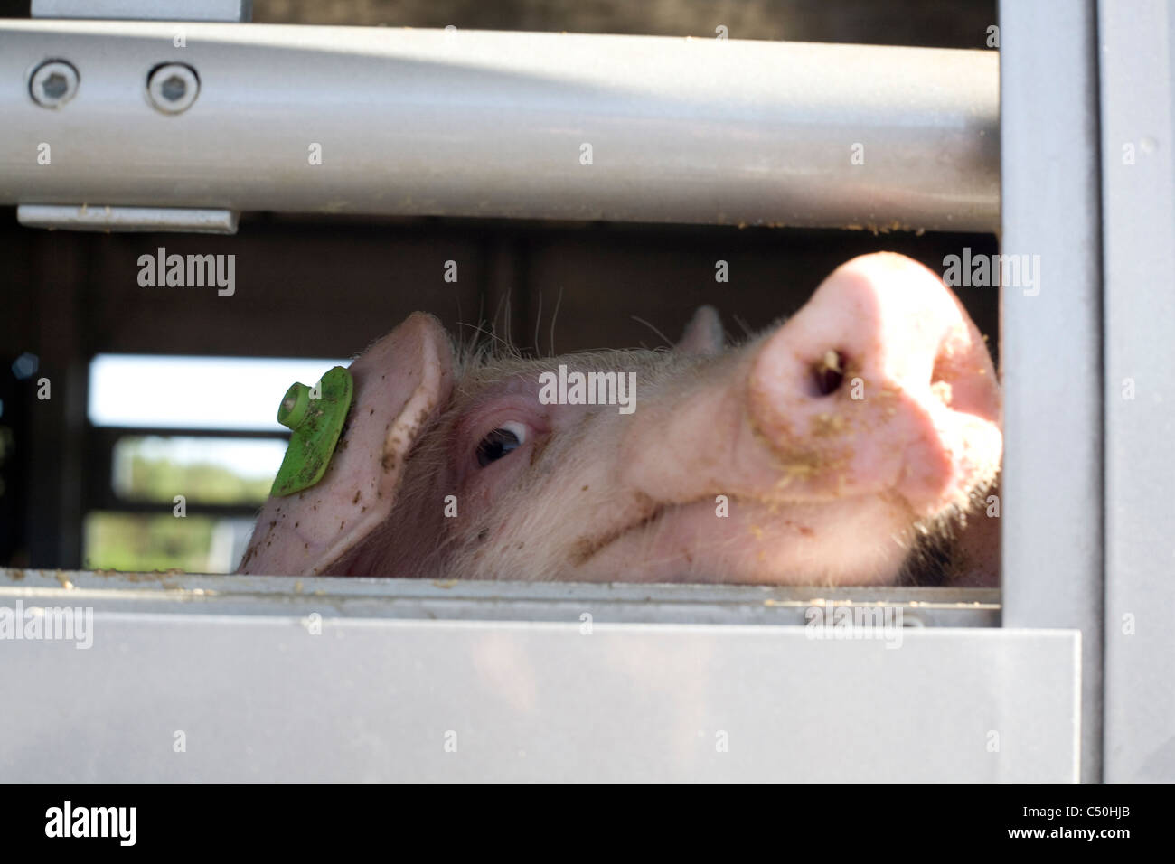 Pigs Transport Stock Photo Alamy
