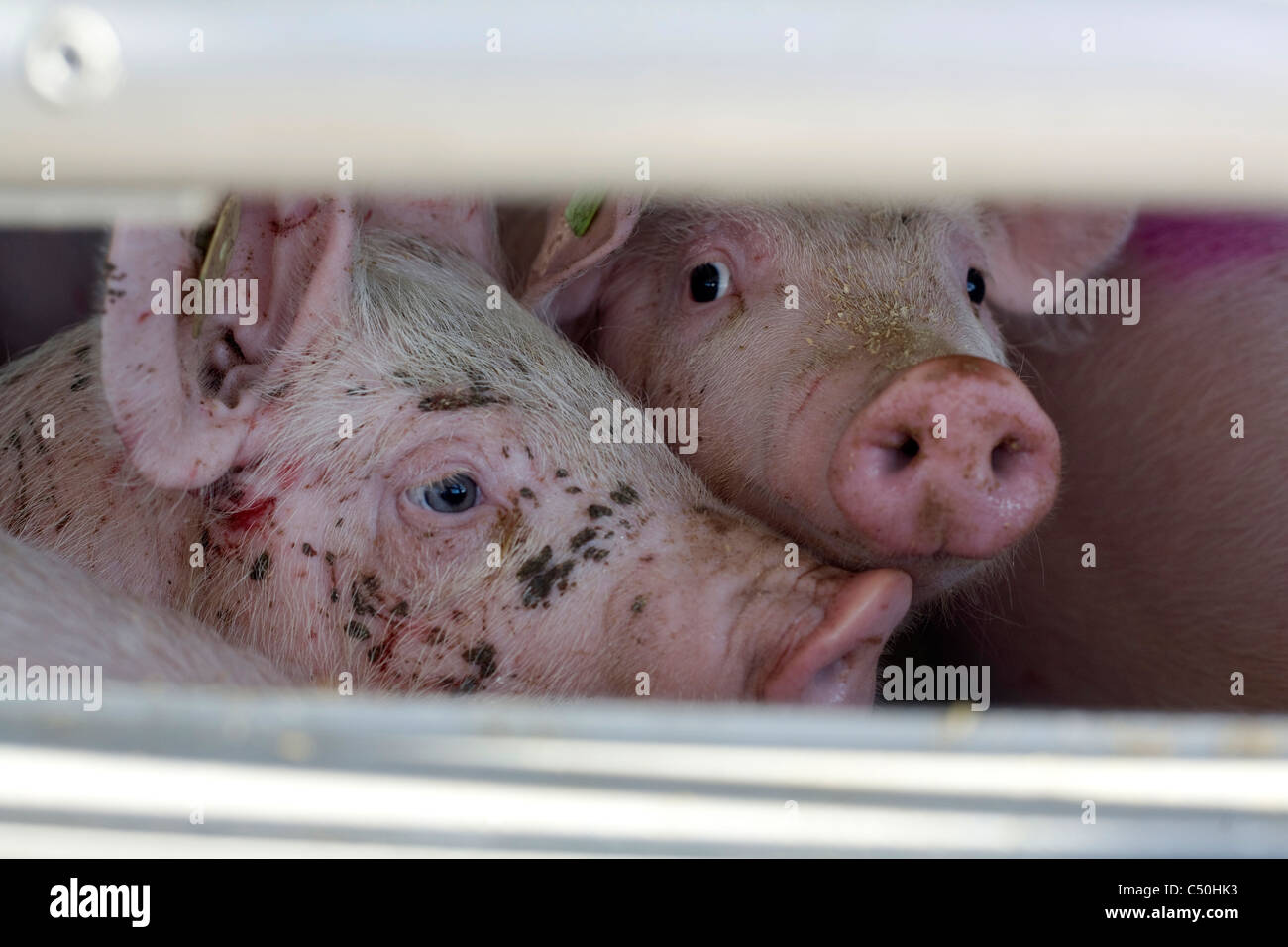 Pigs Transport Stock Photo Alamy