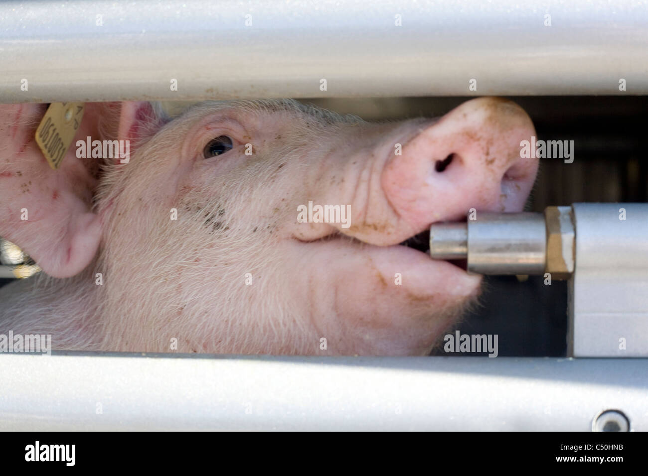 Pigs Transport Stock Photo Alamy