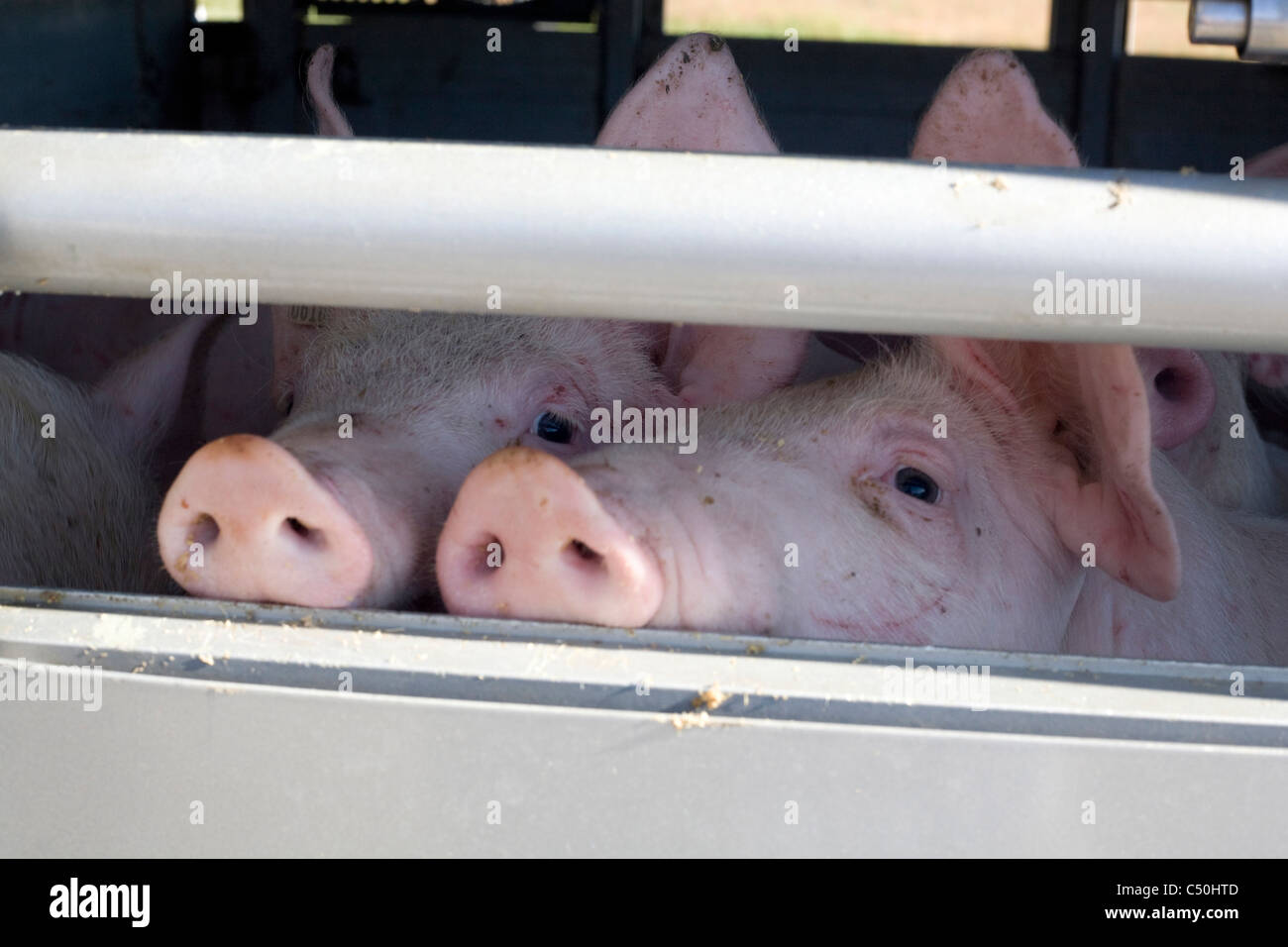 Pigs Transport Stock Photo Alamy