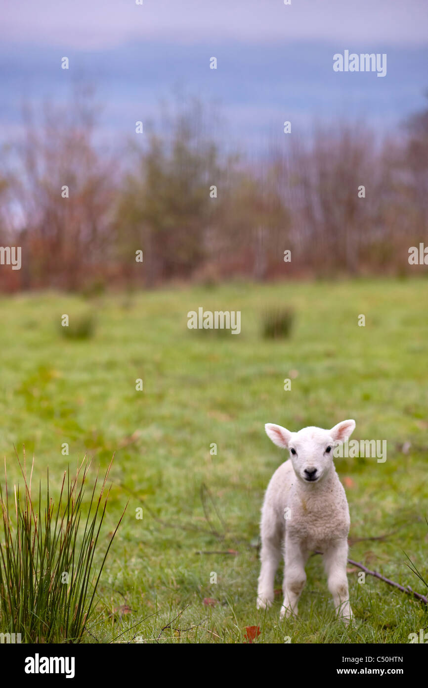 Sheeps in Scotland Stock Photo