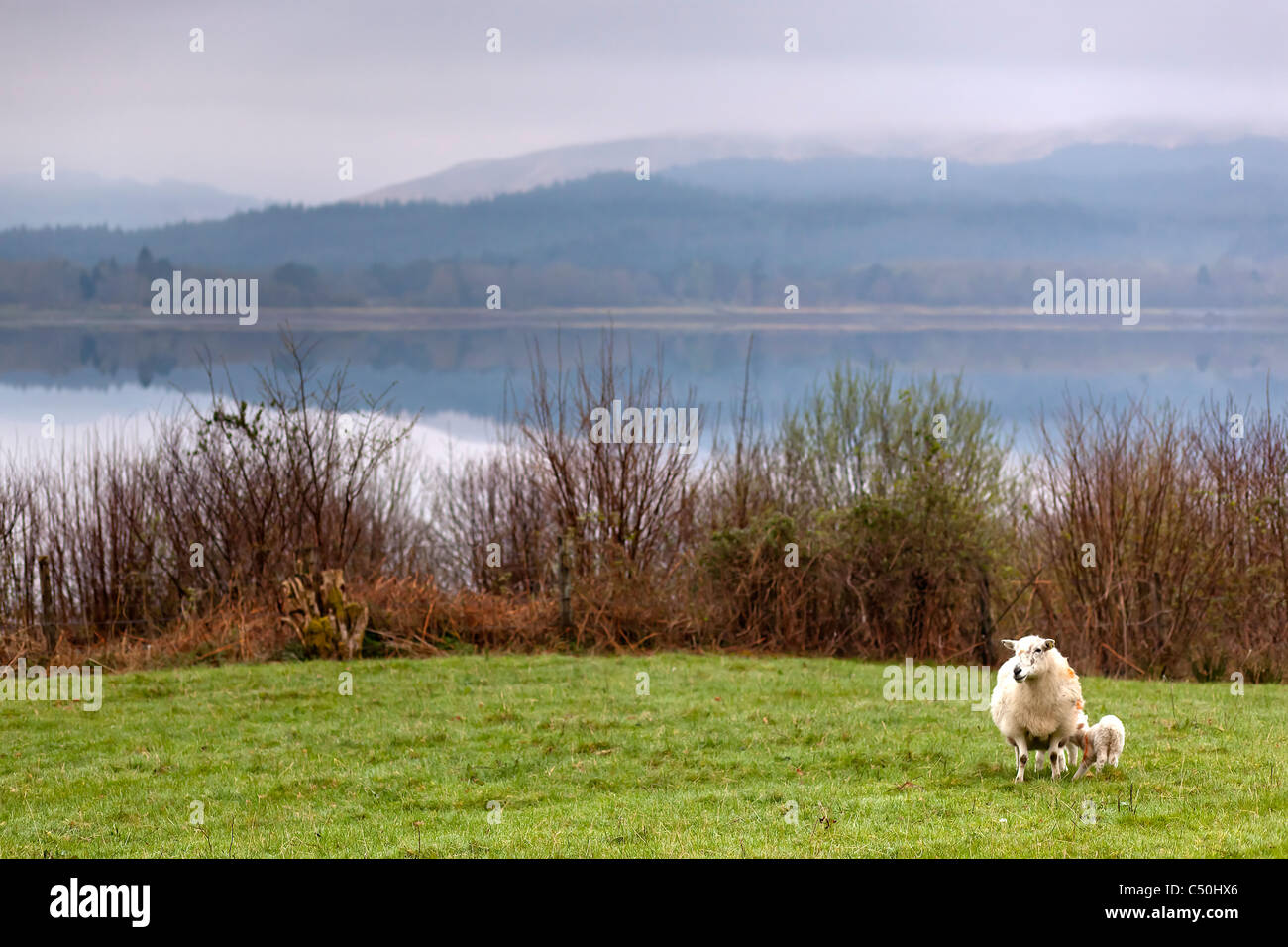 Sheep with her child in Scotland Stock Photo