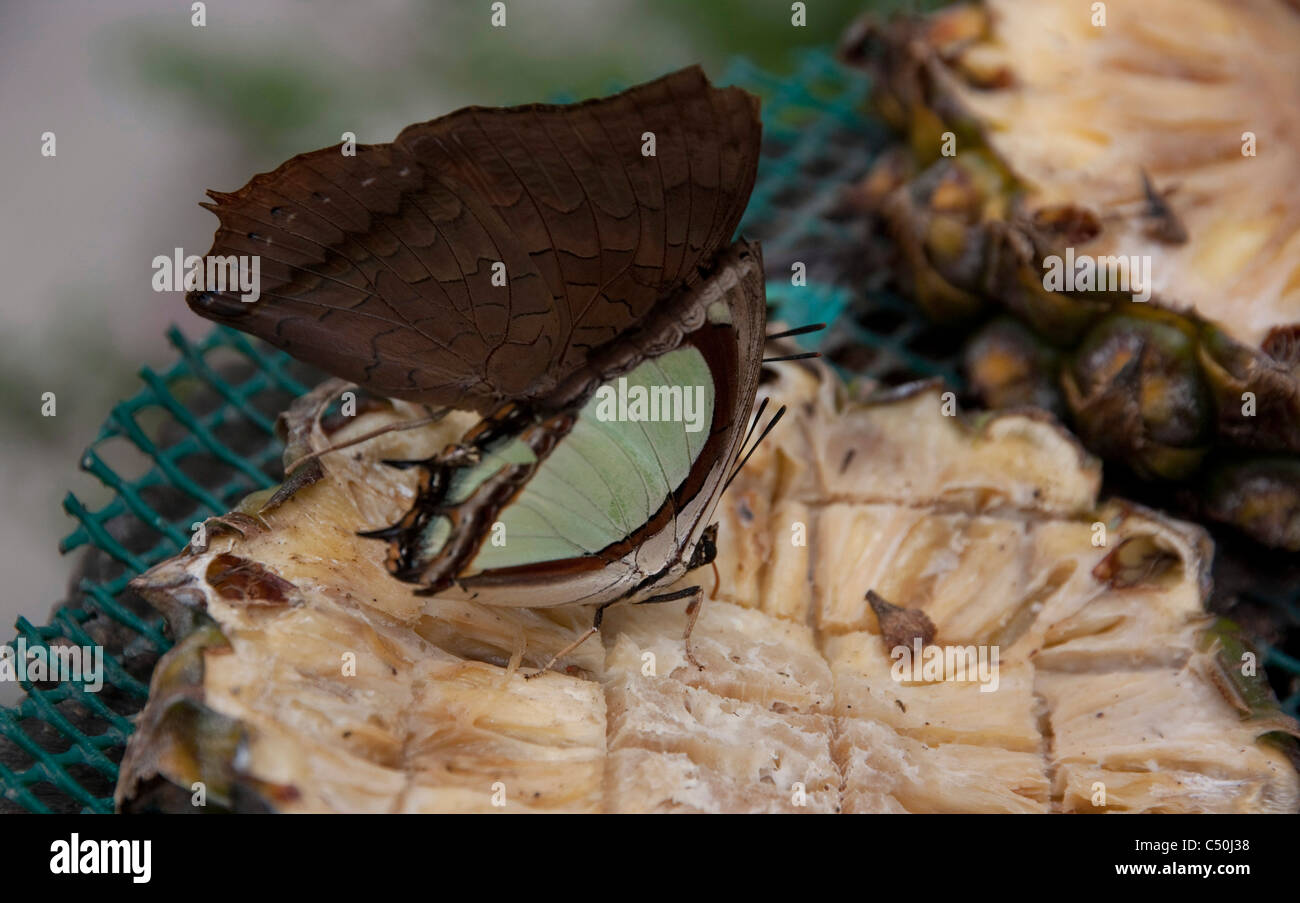 Butterfly eating pineapple Stock Photo Alamy