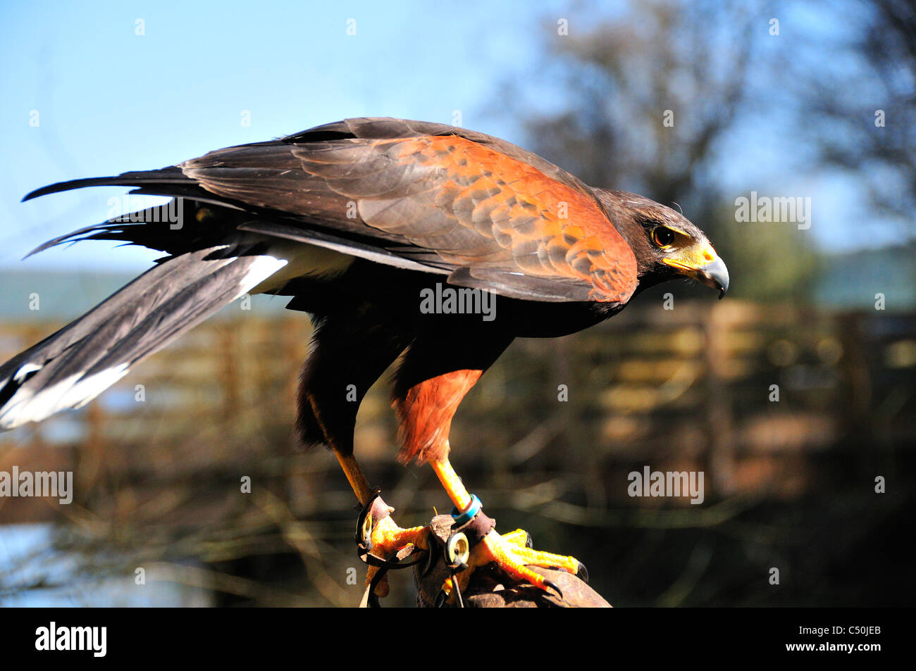 'Monty 'the Harris Hawk  lands   on the glove at the  Birds of Prey Centre,   Kielder Water, Northumberland, England, UK Stock Photo